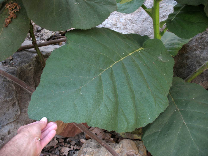 Detailed Picture 6 of Wigandia urens var. caracasana