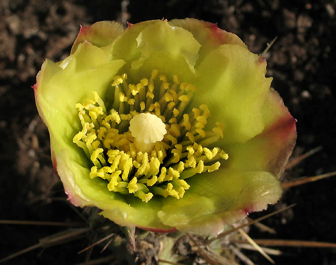 Detailed Picture 1 of Cylindropuntia bernardina