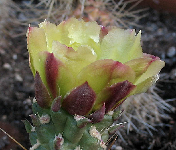 Detailed Picture 2 of Cylindropuntia bernardina