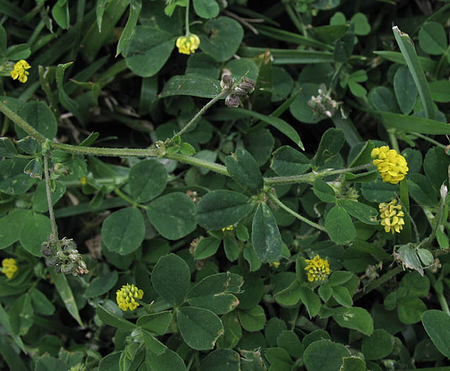 Detailed Picture 5 of Medicago lupulina