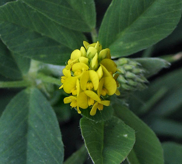 Detailed Picture 3 of Medicago lupulina