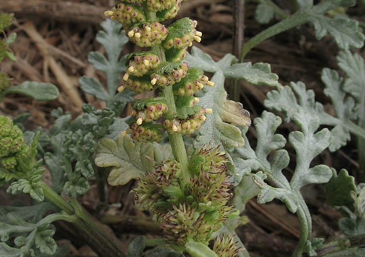 Detailed Picture 3 of Ambrosia chamissonis