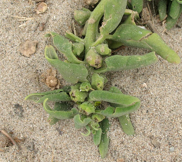 Detailed Picture 4 of Tetragonia tetragonioides