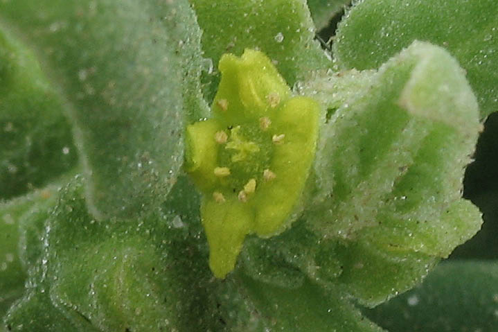 Detailed Picture 1 of Tetragonia tetragonioides