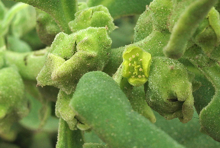 Detailed Picture 2 of Tetragonia tetragonioides