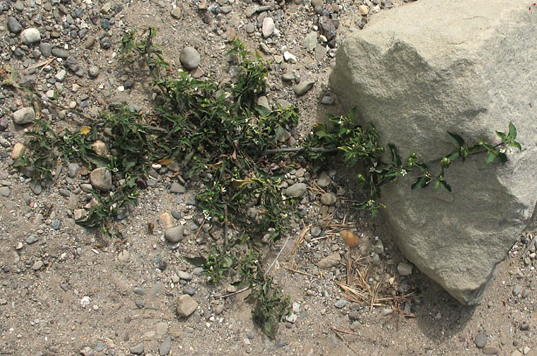 Detailed Picture 4 of Solanum americanum