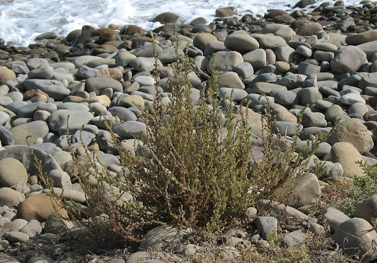 Detailed Picture 7 of Bassia hyssopifolia