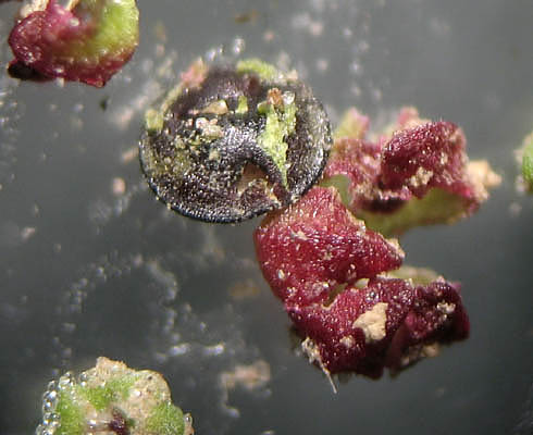 Detailed Picture 8 of Chenopodium murale