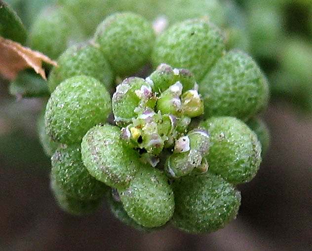 Detailed Picture 3 of Lepidium didymum