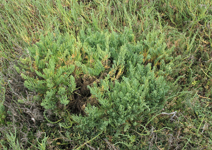 Detailed Picture 5 of Suaeda esteroa
