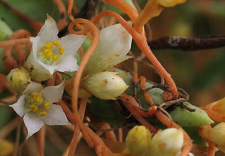 Detailed Picture 1 of Cuscuta pacifica var. pacifica