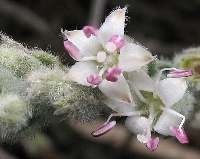 Detailed Picture 1 of Cressa truxillensis