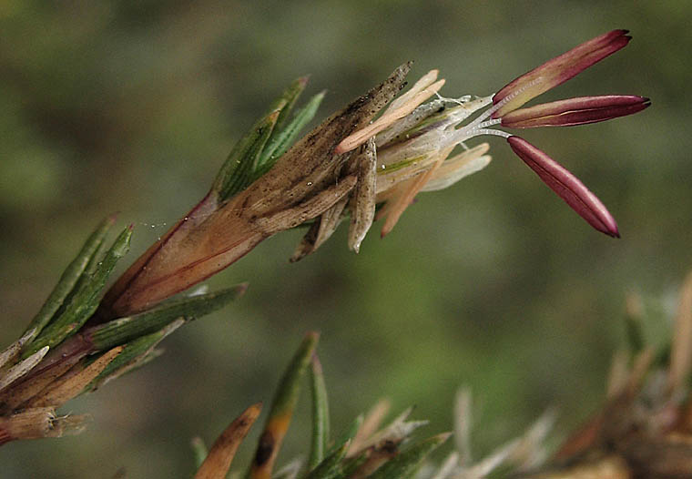 Detailed Picture 1 of Distichlis littoralis