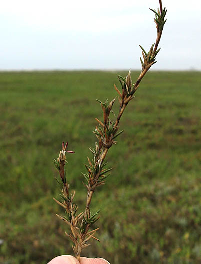 Detailed Picture 4 of Distichlis littoralis