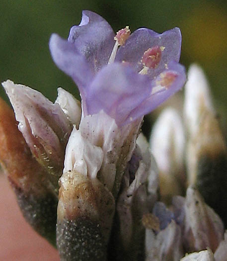 Detailed Picture 3 of Limonium californicum