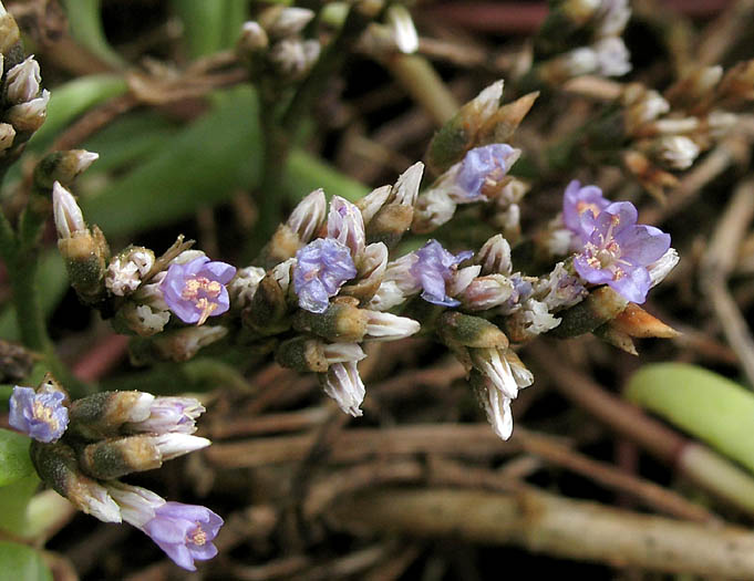 Detailed Picture 5 of Limonium californicum