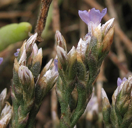 Detailed Picture 4 of Limonium californicum