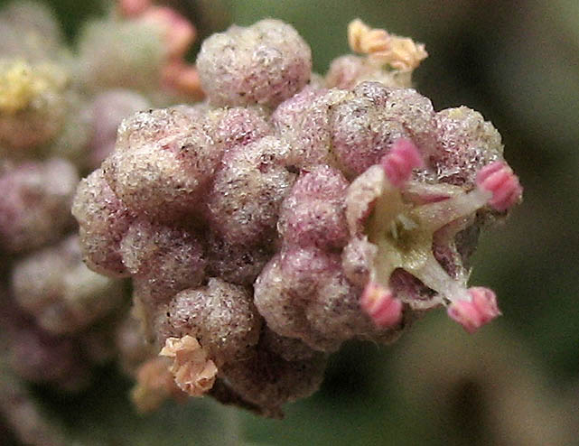 Detailed Picture 2 of Atriplex watsonii