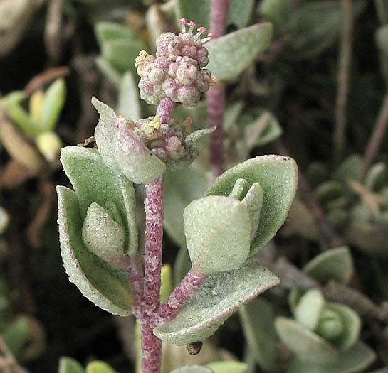 Detailed Picture 4 of Atriplex watsonii