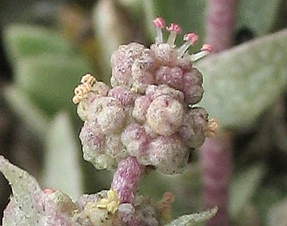 Detailed Picture 1 of Atriplex watsonii