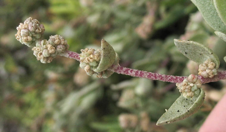 Detailed Picture 5 of Atriplex watsonii