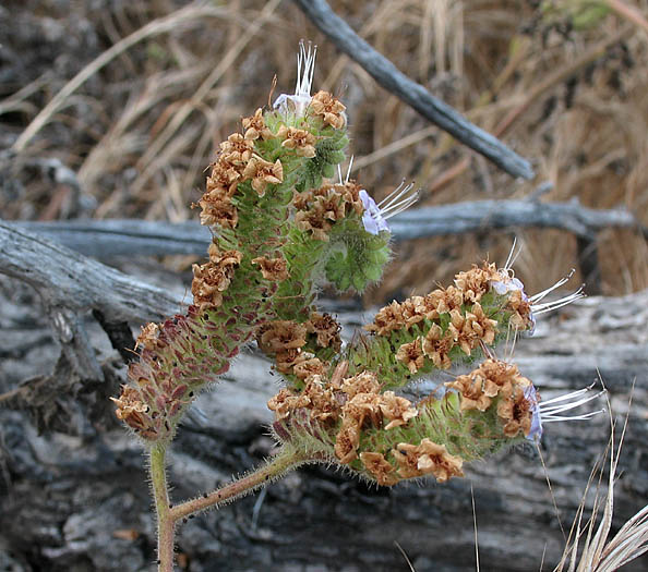 Detailed Picture 3 of Phacelia ramosissima