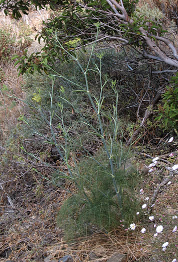 Detailed Picture 7 of Foeniculum vulgare