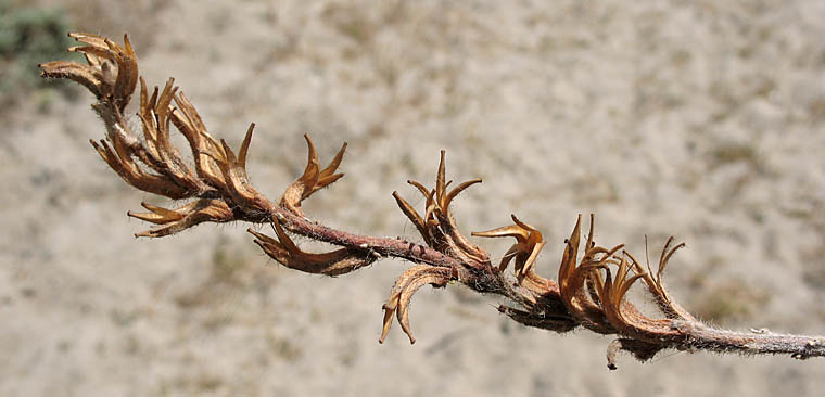 Detailed Picture 5 of Camissoniopsis cheiranthifolia ssp. suffruticosa