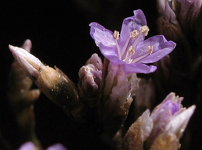 Detailed Picture 2 of Limonium californicum