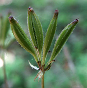 Detailed Picture 5 of Osmorhiza brachypoda