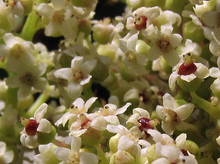 Detailed Picture 1 of Malosma laurina