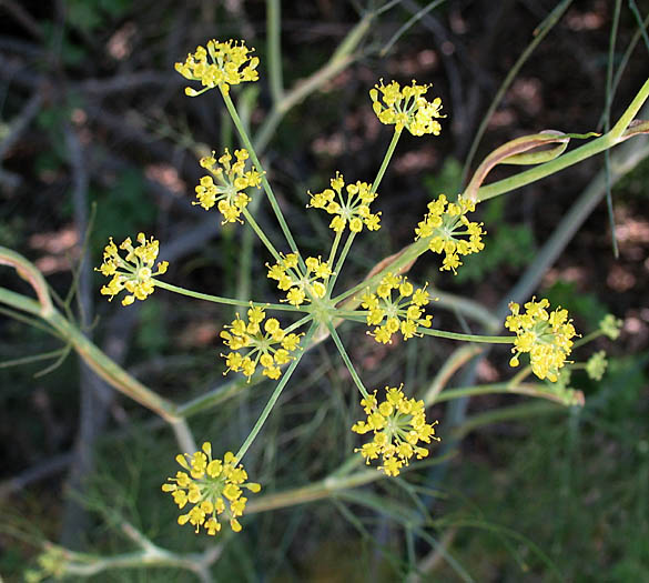 Detailed Picture 5 of Foeniculum vulgare