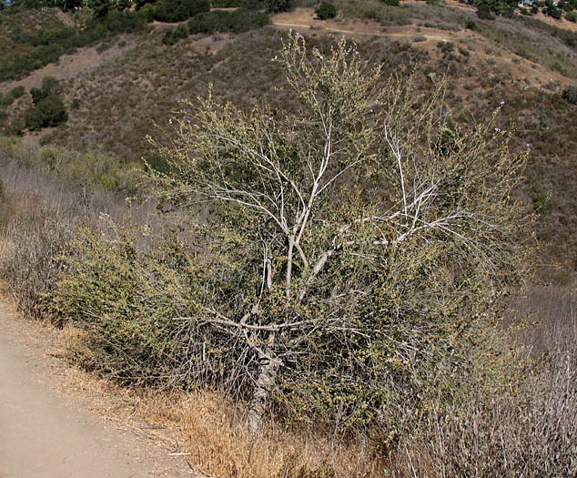 Detailed Picture 5 of Malacothamnus fasciculatus var. fasciculatus