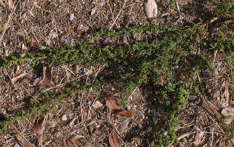 Detailed Picture 8 of Dysphania multifida