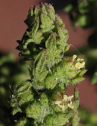 Detailed Picture 4 of Dysphania multifida