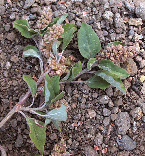 Detailed Picture 5 of Amaranthus deflexus