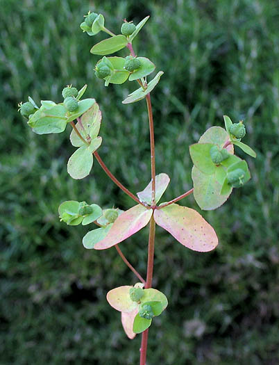 Detailed Picture 3 of Euphorbia spathulata