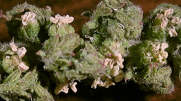 Detailed Picture 3 of Dysphania multifida