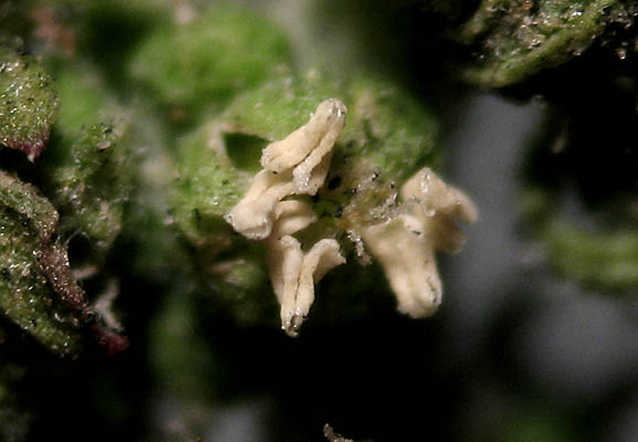 Detailed Picture 1 of Dysphania multifida
