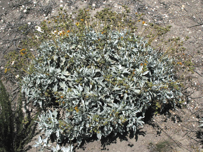 Detailed Picture 4 of Encelia farinosa