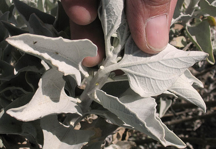 Detailed Picture 6 of Encelia farinosa