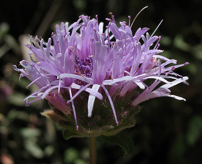 Detailed Picture 2 of Monardella hypoleuca ssp. hypoleuca