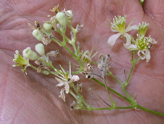 Detailed Picture 3 of Clematis ligusticifolia