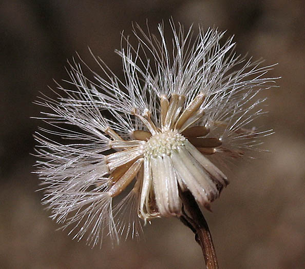 Detailed Picture 9 of Erigeron foliosus var. foliosus