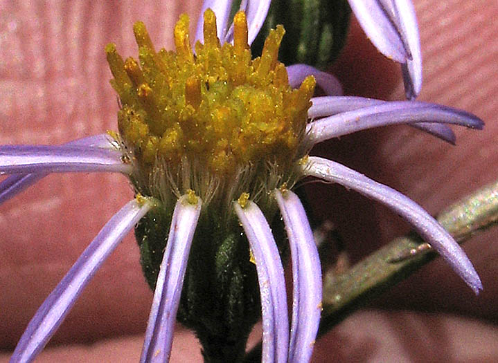 Detailed Picture 2 of Erigeron foliosus var. foliosus