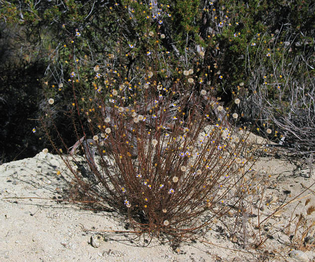 Detailed Picture 5 of Erigeron foliosus var. foliosus