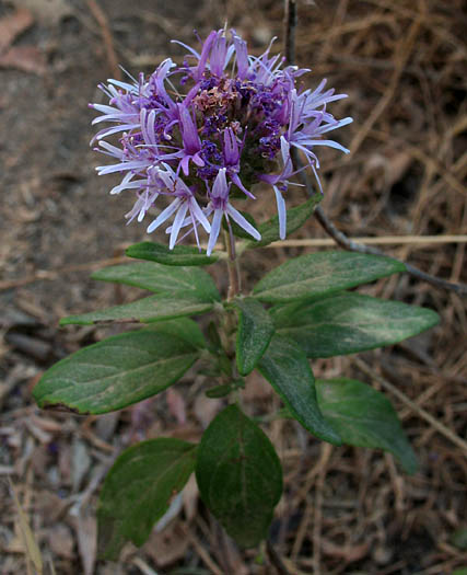 Detailed Picture 4 of Monardella hypoleuca ssp. hypoleuca