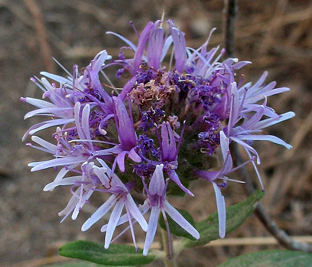 Detailed Picture 1 of Monardella hypoleuca ssp. hypoleuca