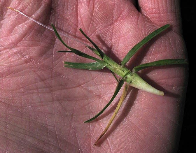 Detailed Picture 2 of Pennisetum clandestinum