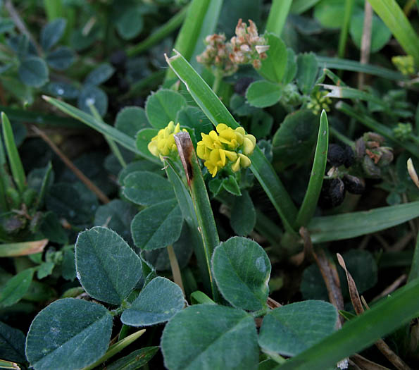 Detailed Picture 4 of Medicago lupulina